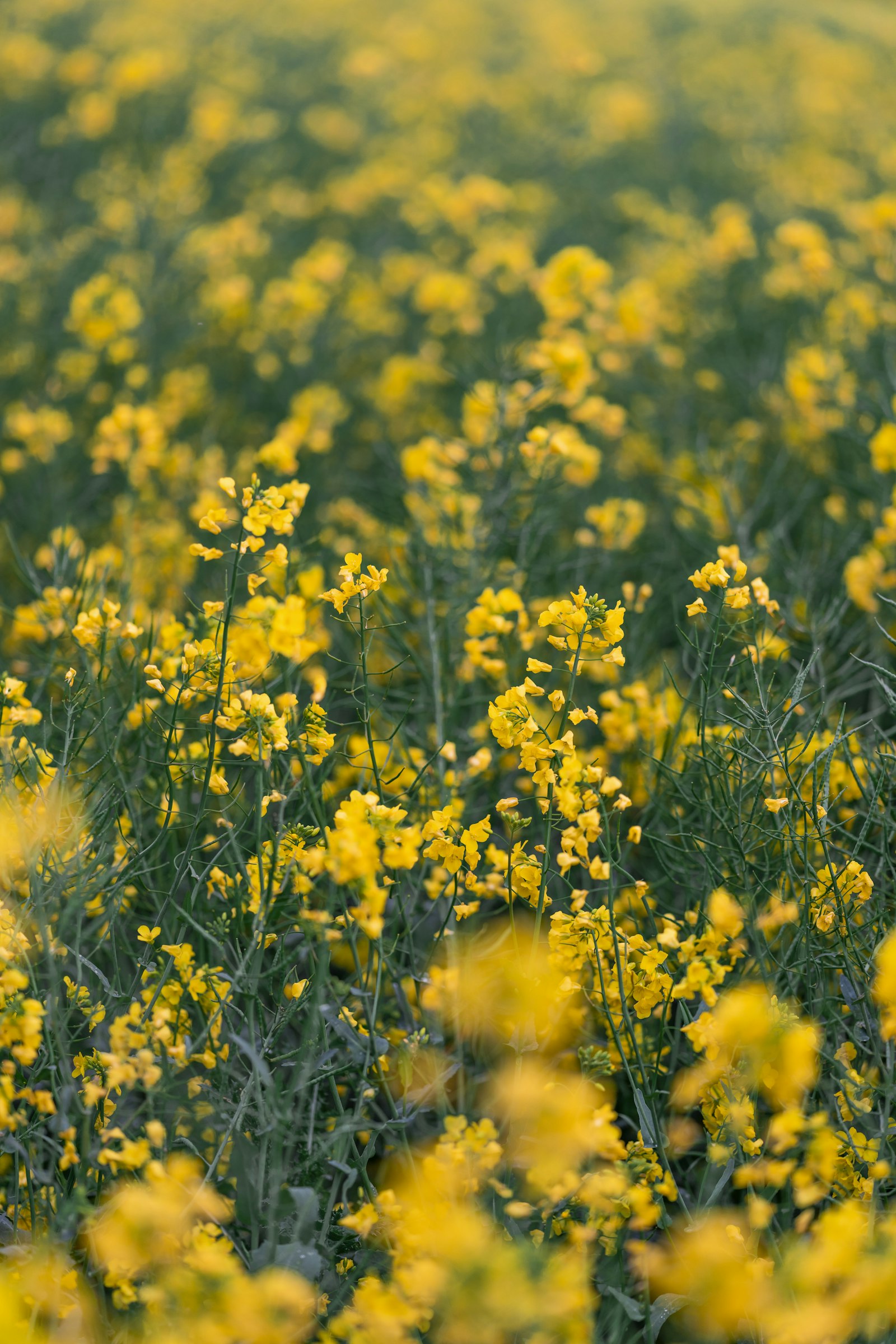 Cultivo en floración